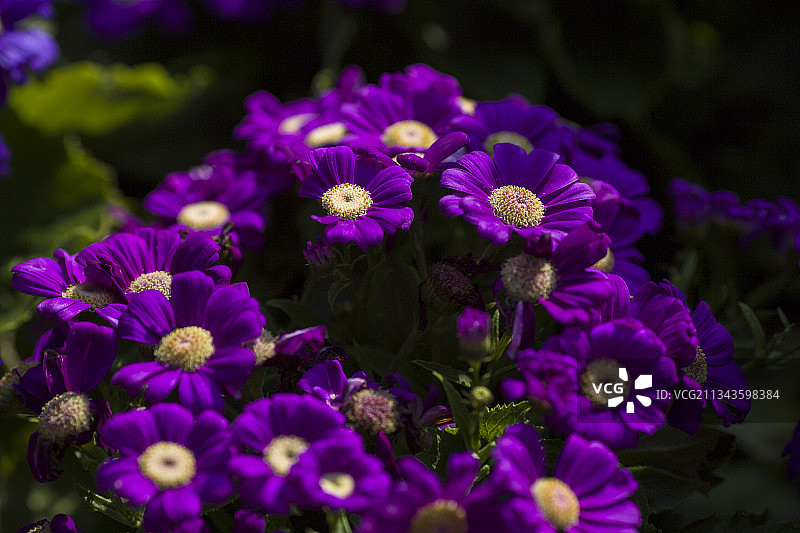 瓜叶菊图片素材