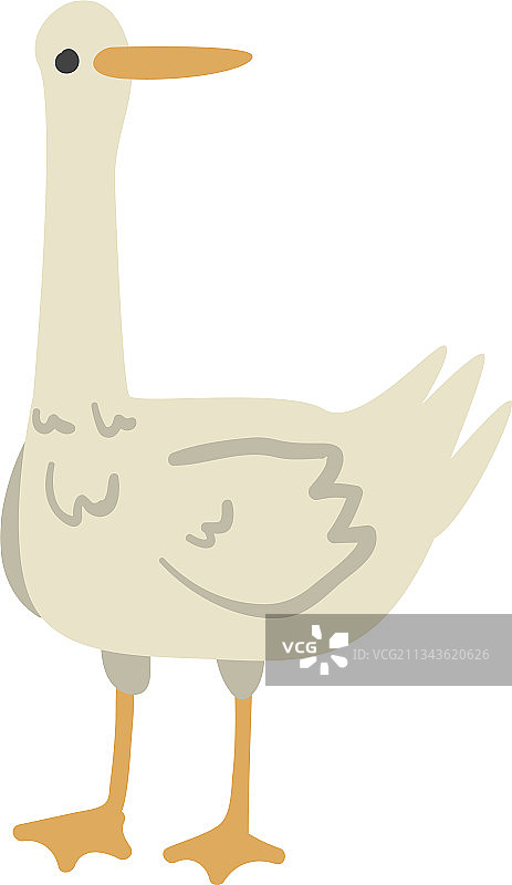 白色鹅家禽养殖概念图片素材