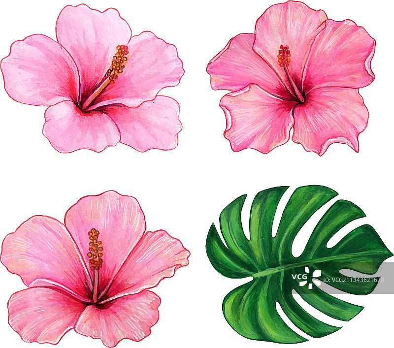 水彩彩色手绘芙蓉花图片素材