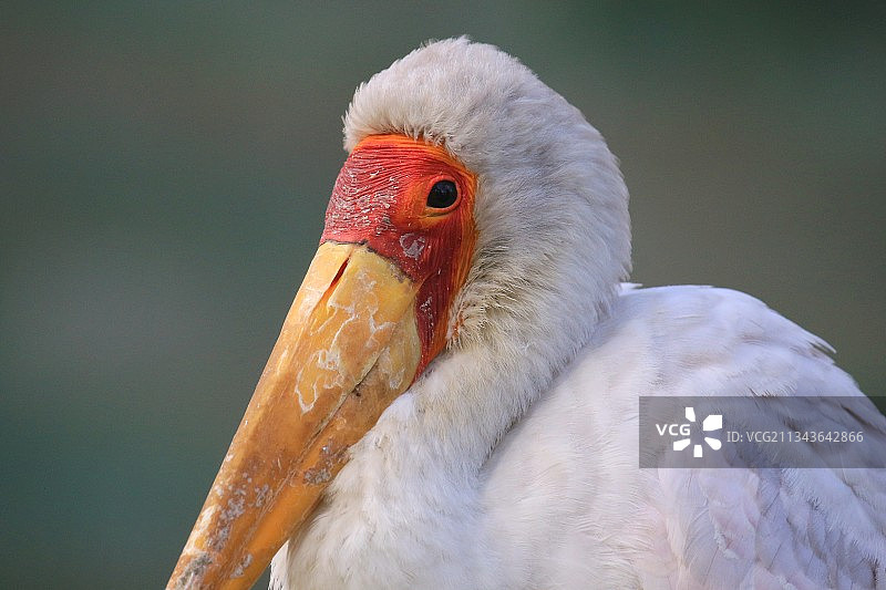 黄嘴鹤图片素材