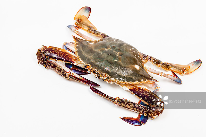 白色背景上的梭子蟹图片素材