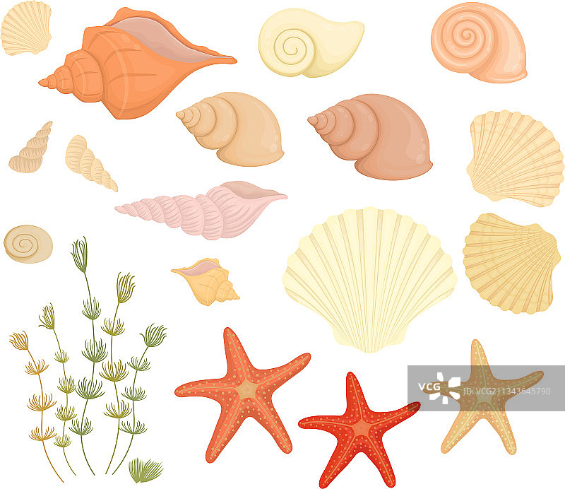 夏季贝壳和海星组合图片素材