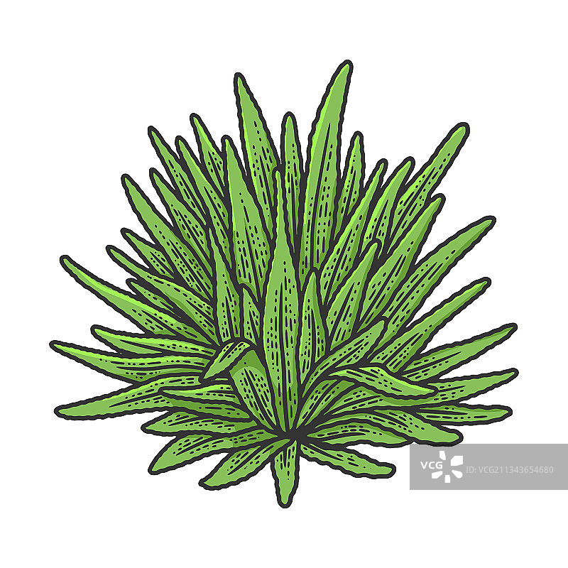 龙舌兰植物素描图片素材