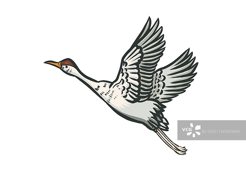 仙鹤飞翔图片素材