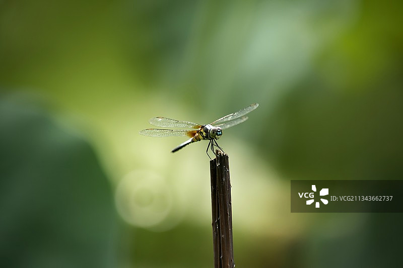 蜻蜓图片素材