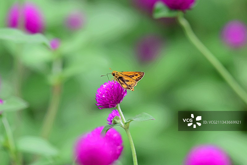 吸蜜的弄蝶图片素材