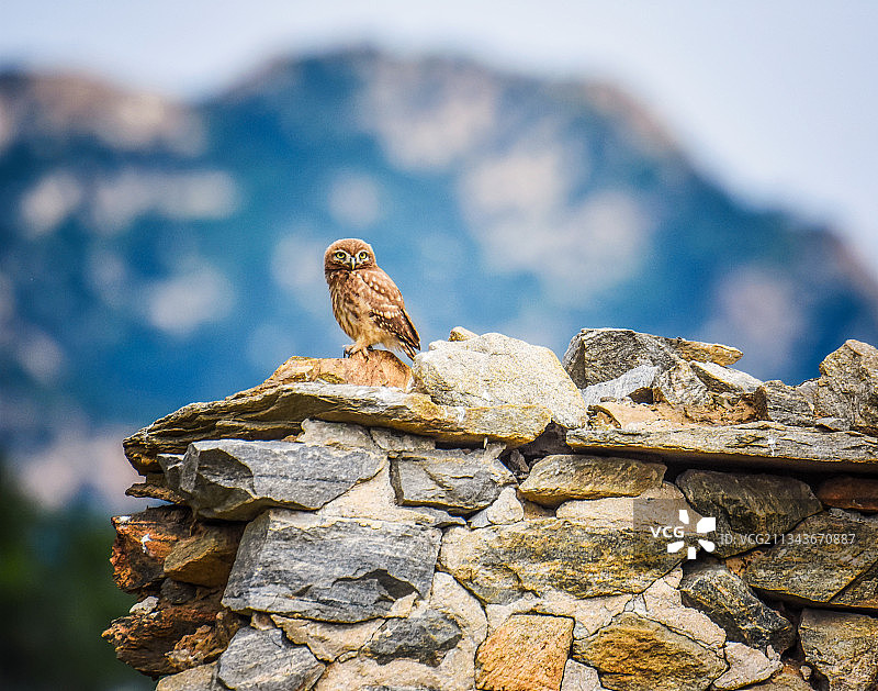 拍摄于山东威海里口山拆迁后废弃的民房图片素材