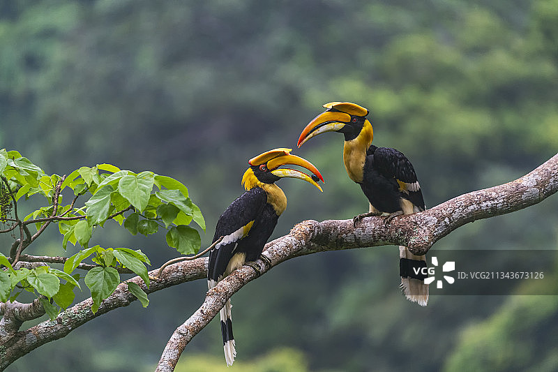 双角犀鸟图片素材