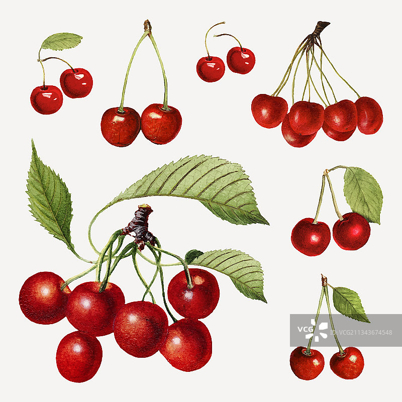 白色背景下樱桃的特写图片素材