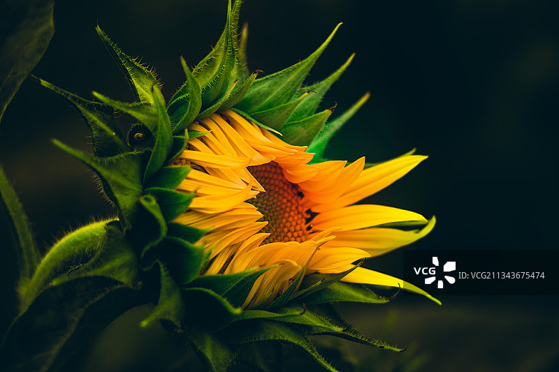 玩具熊向日葵图片素材