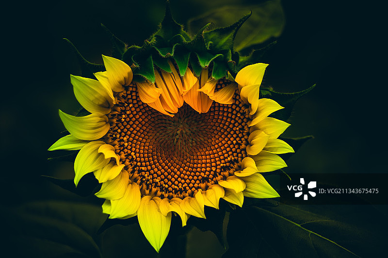 玩具熊向日葵图片素材