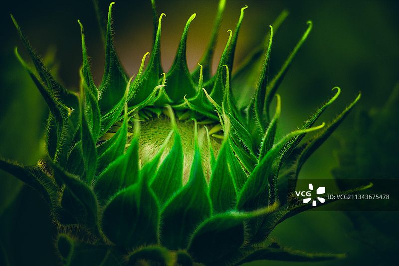 玩具熊向日葵图片素材