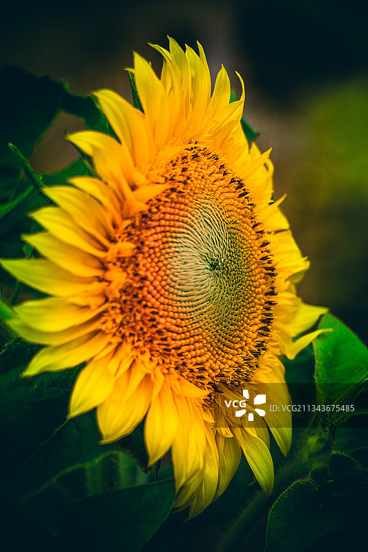 玩具熊向日葵图片素材