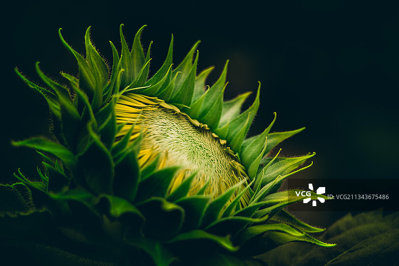 玩具熊向日葵图片素材