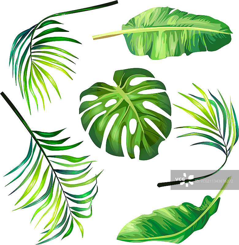 热带棕榈叶植物素材图片素材