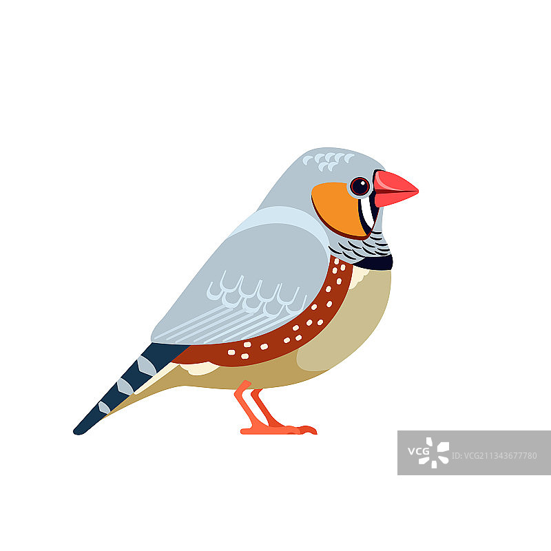 最常见的珍珠鸟图片素材