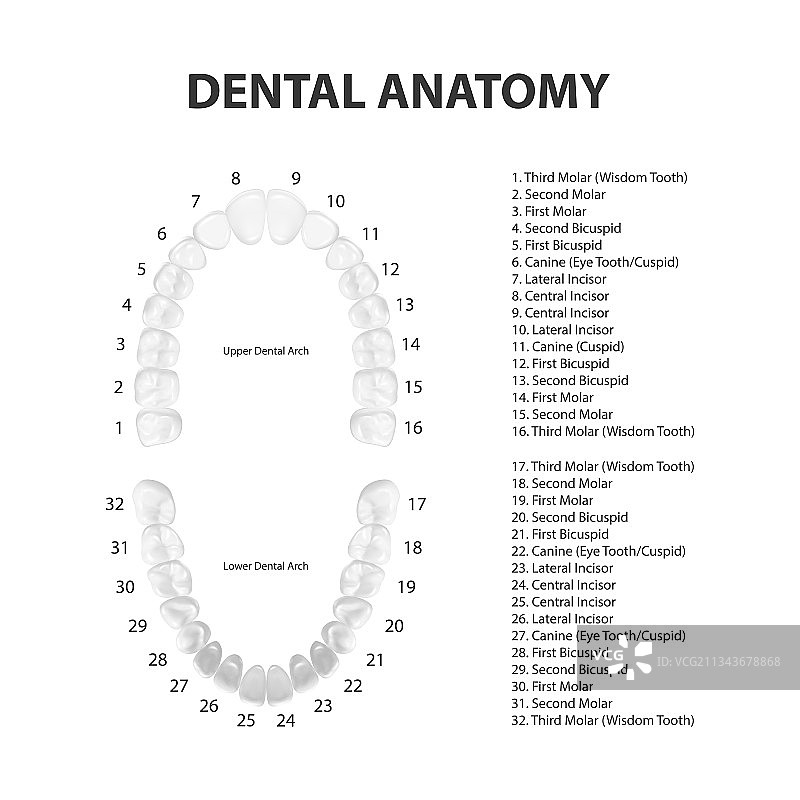 3D逼真成人上下颌牙齿模型图片素材