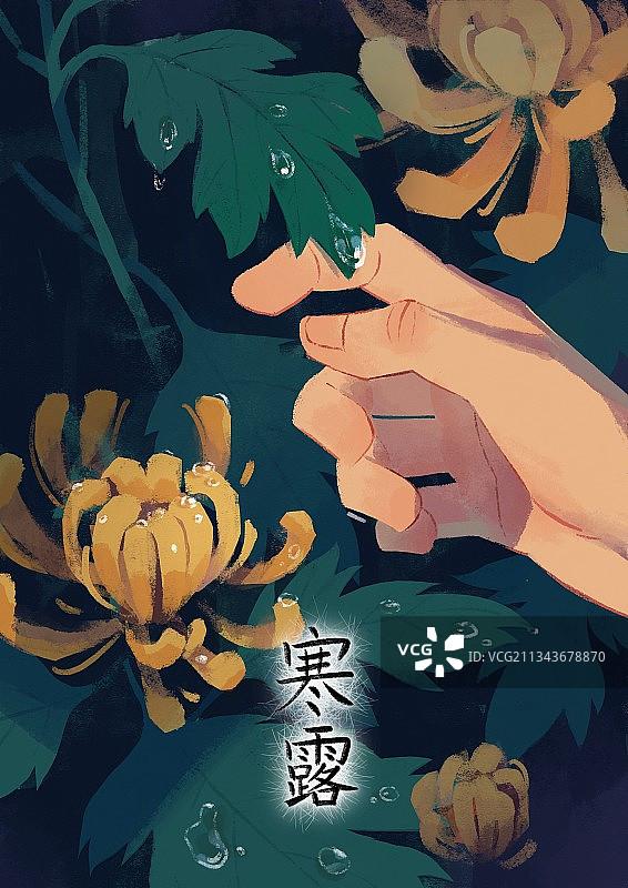 一只手托起菊花叶片上的露珠图片素材