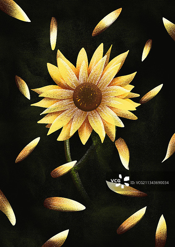 向日葵图片素材