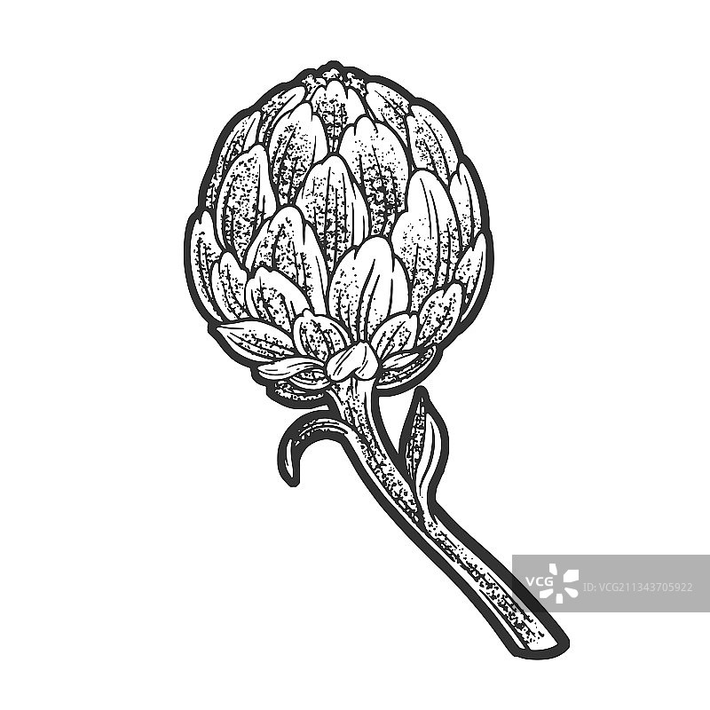 朝鲜蓟线条艺术草图图片素材