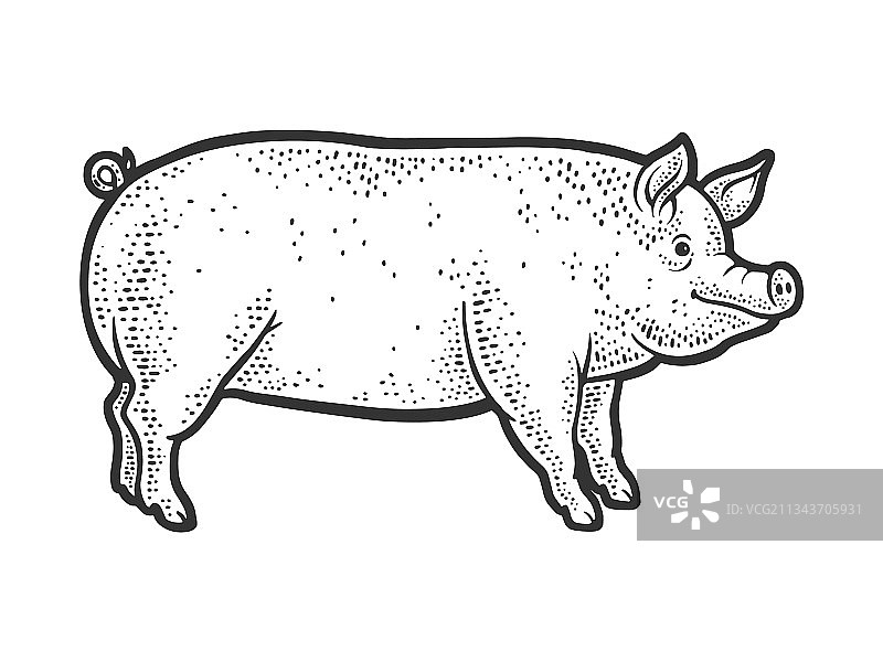 小猪线稿素描图片素材