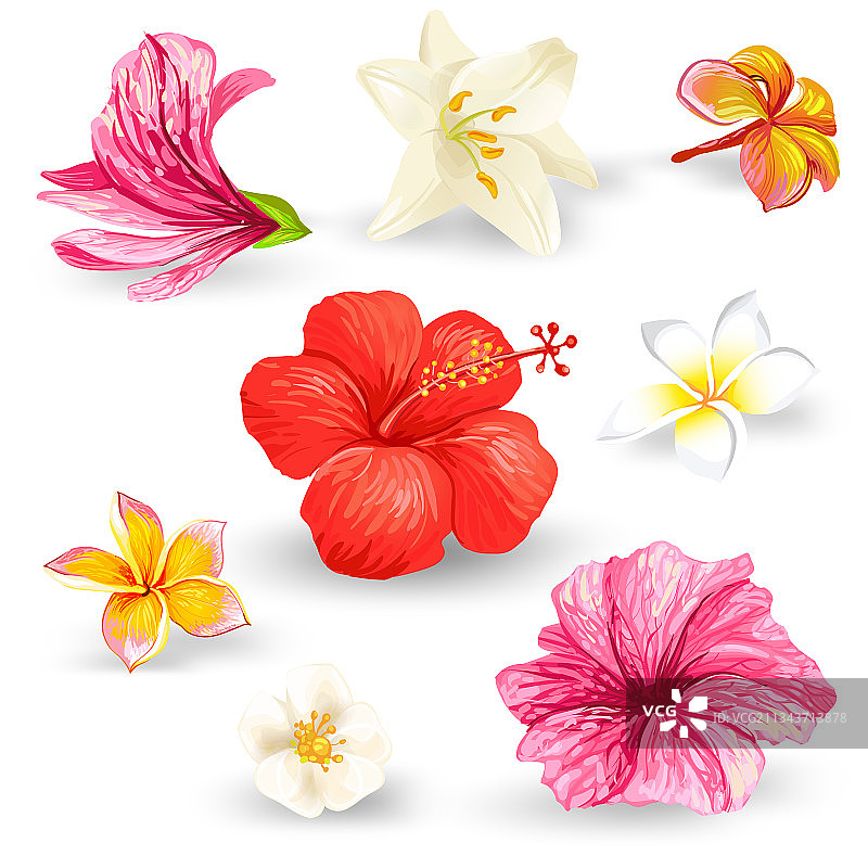 热带芙蓉花素材图片素材