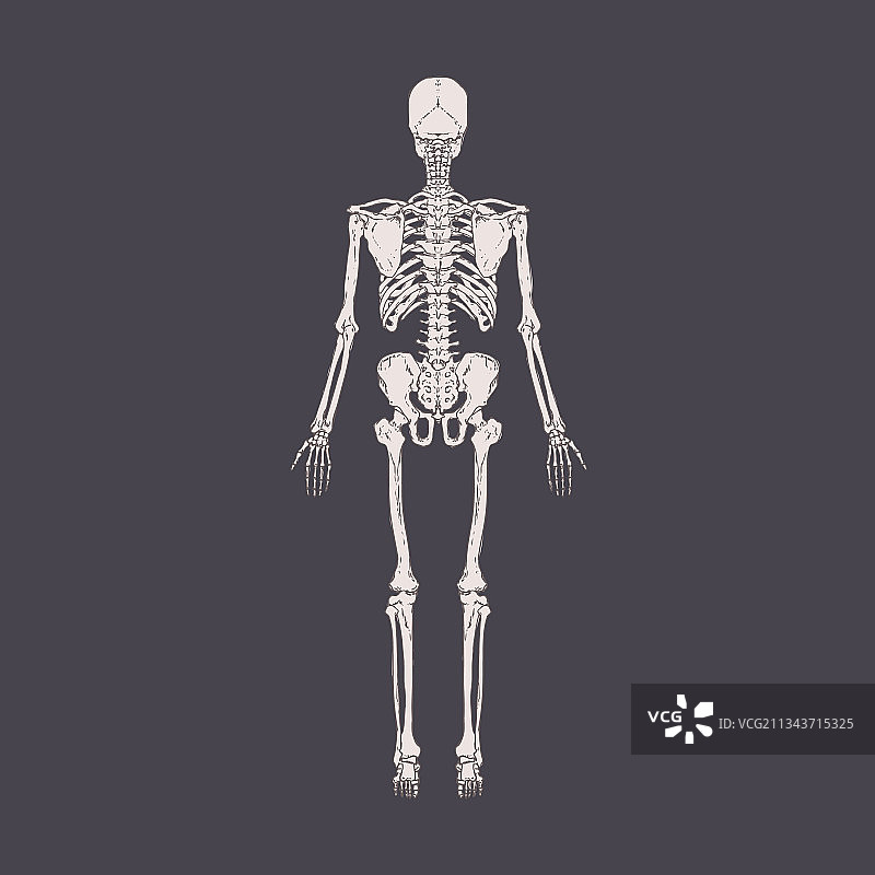 人体骨骼背视图图片素材