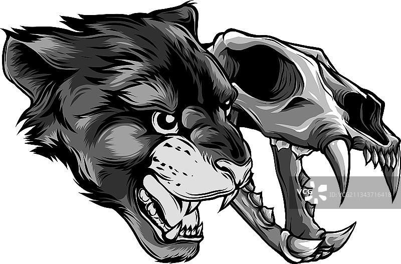 美洲狮豹头骨图片素材