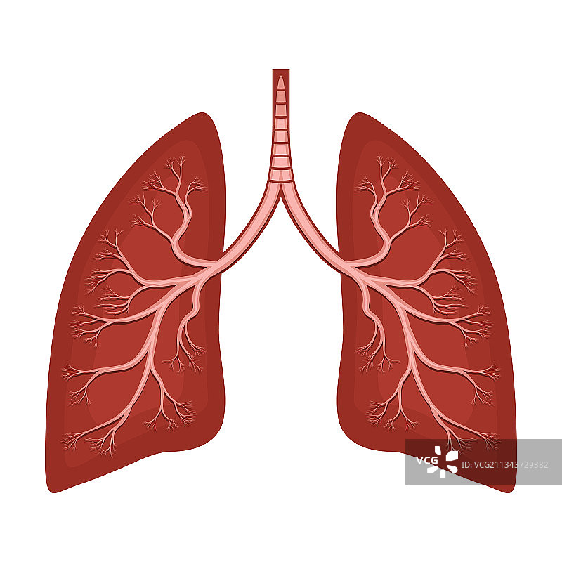 人体肺部解剖图图片素材