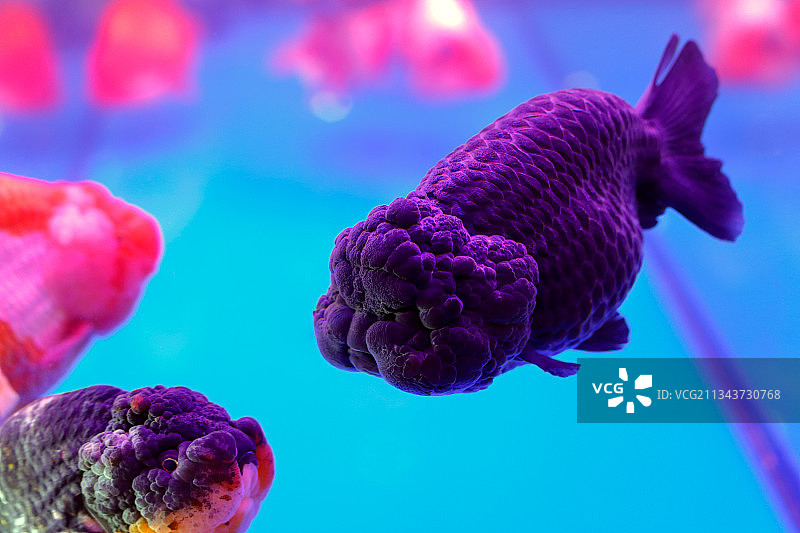 紫色金鱼图片素材