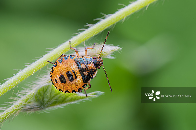 蝽若虫图片素材