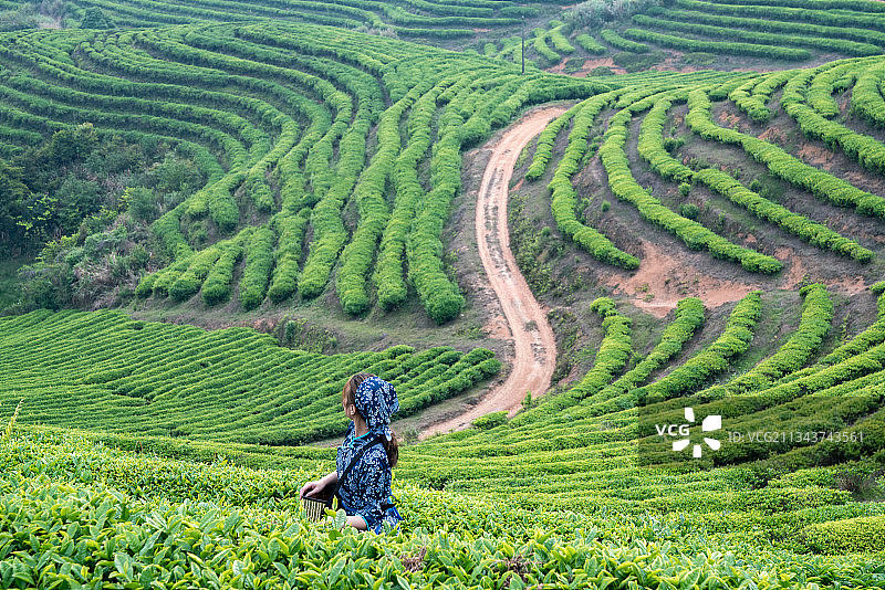 福州北峰优山茶场的采茶姑娘图片素材