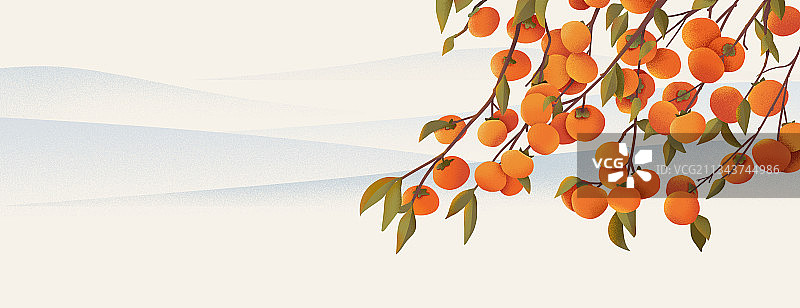 柿子树背景图片素材