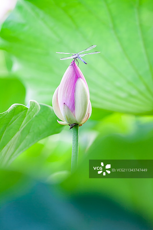 夏季停留在荷花上的蜻蜓图片素材