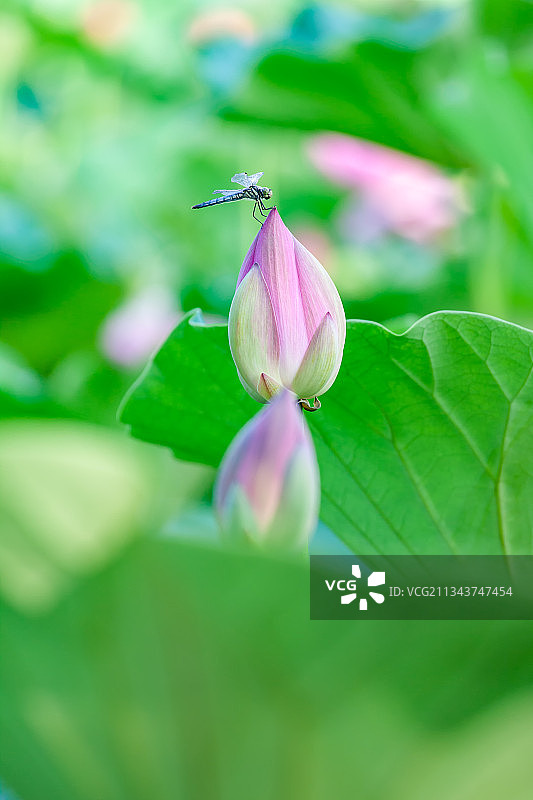 夏季停留在荷花上的蜻蜓图片素材