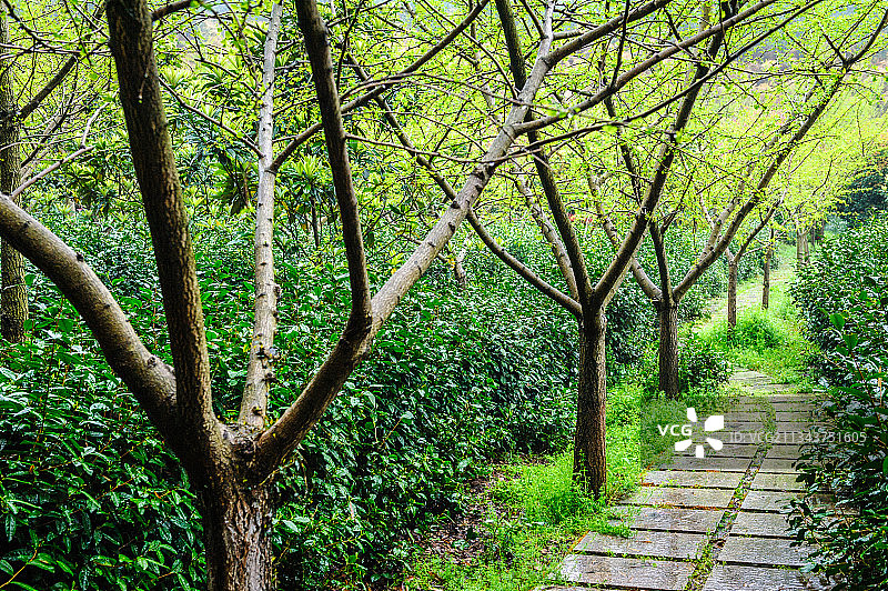 雨中九龙潭图片素材