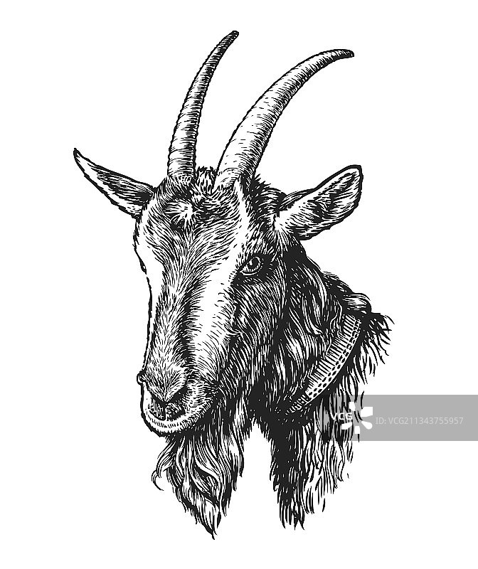 手绘山羊头像农场动物图片素材