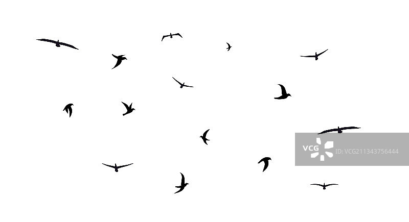多样混合的飞翔鸟群图片素材