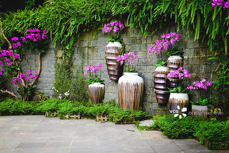 蝴蝶兰图片素材