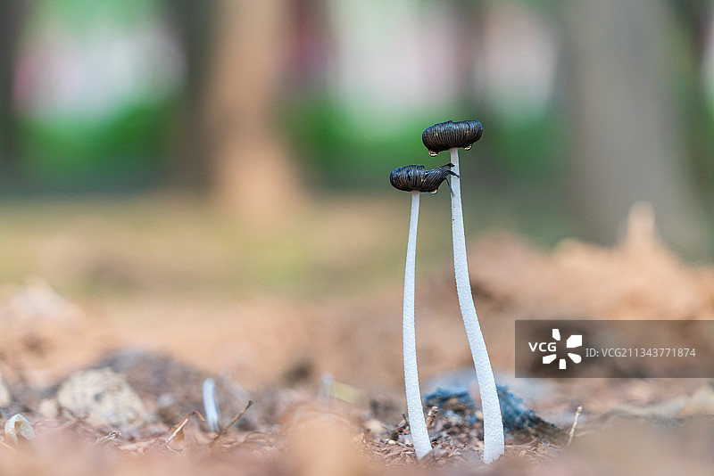 清晨树林中新长出的蘑菇图片素材