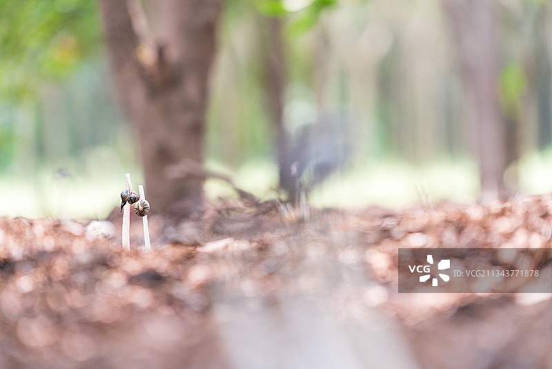清晨树林中新长出的蘑菇图片素材