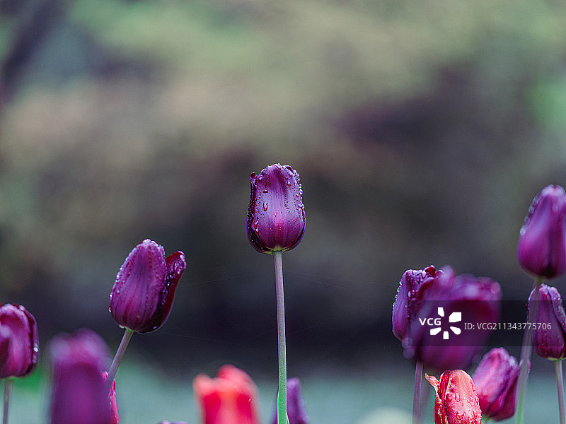 浙江杭州太子湾公园的郁金香图片素材