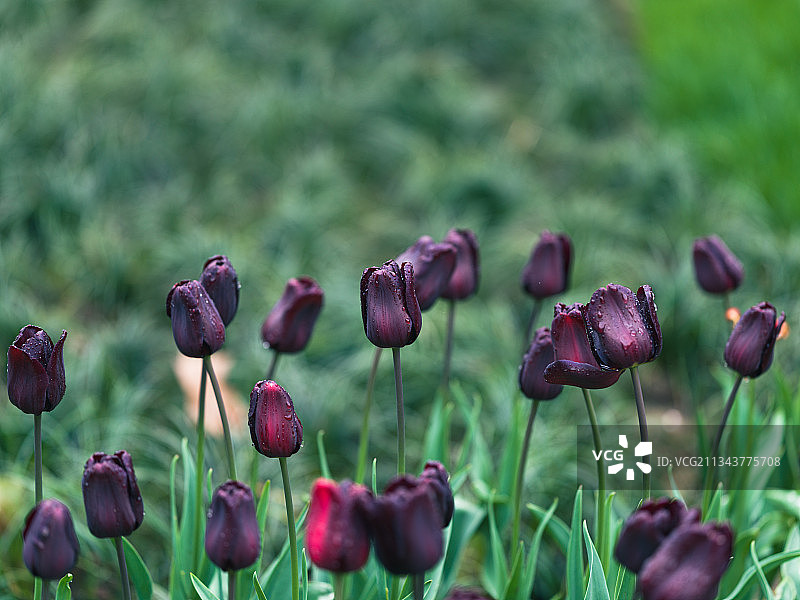 浙江杭州太子湾公园的郁金香图片素材