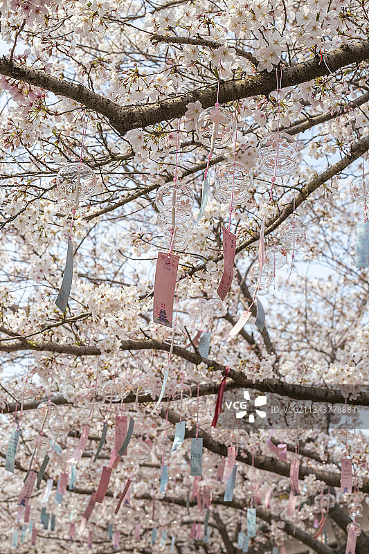 无锡的盛开的樱花树和风铃图片素材