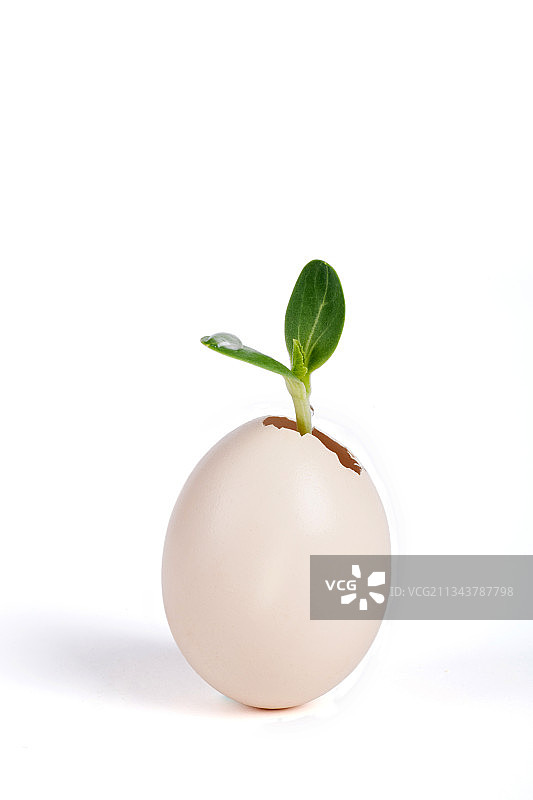 在鸡蛋壳里发芽图片素材