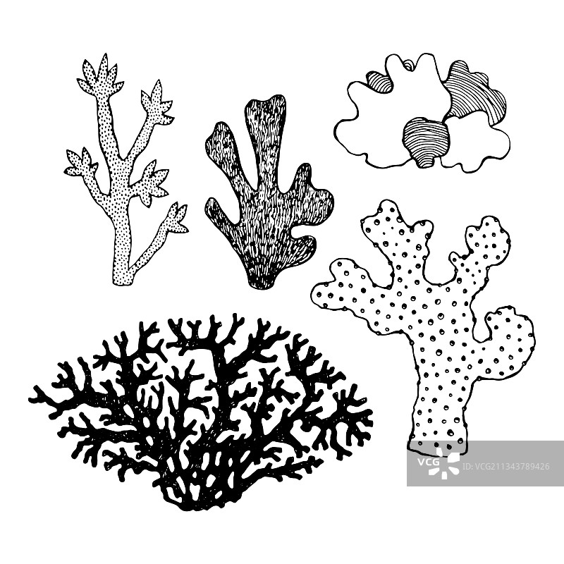 黑白珊瑚图案（包装用）图片素材