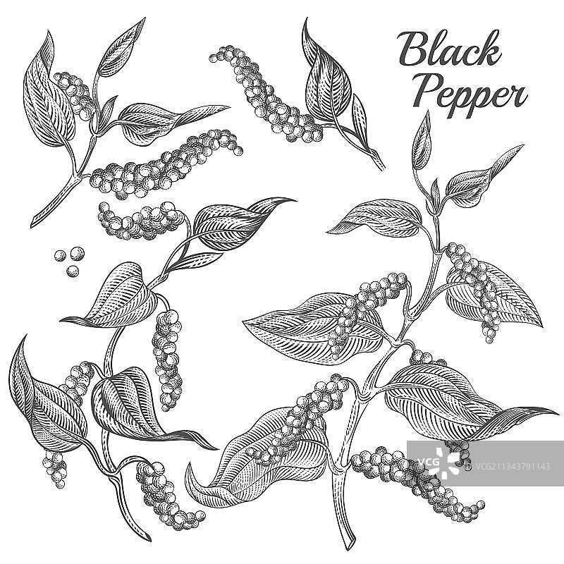 黑胡椒植物图片素材