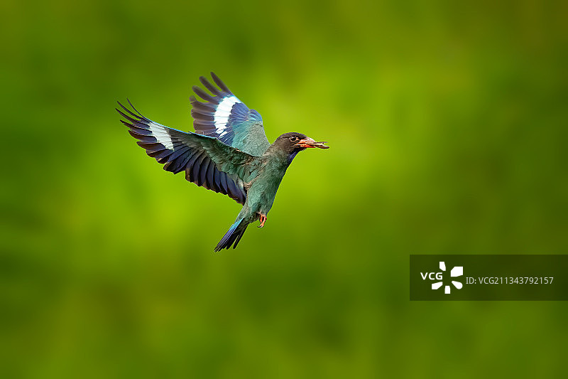三宝鸟图片素材