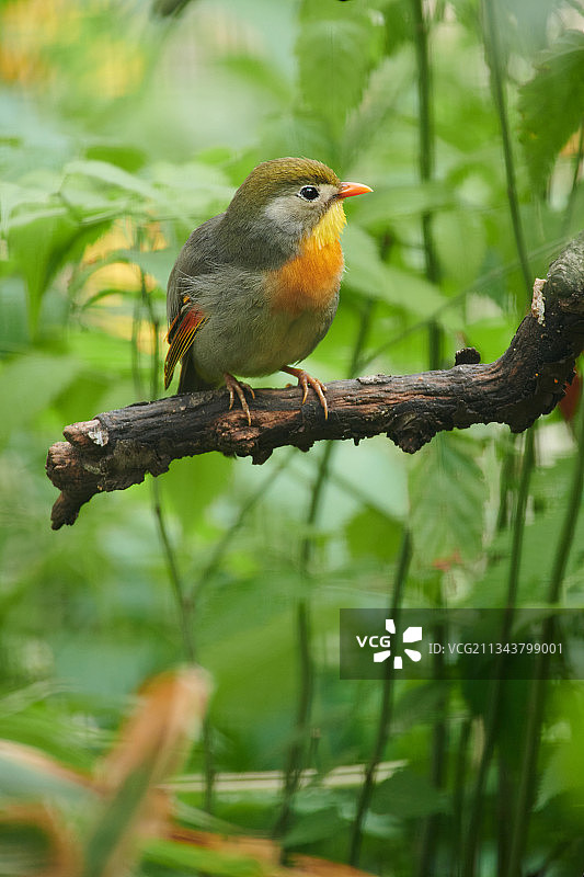 红嘴相思鸟图片素材