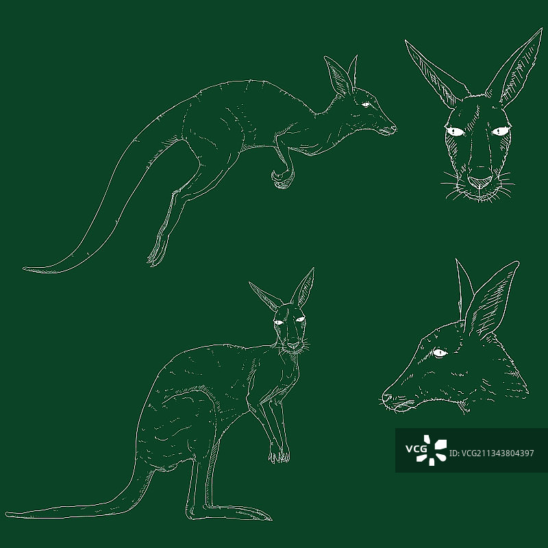 粉笔素描袋鼠合集图片素材